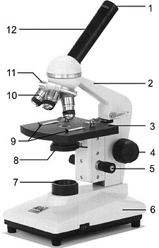 Microscopio - Wikipedia
